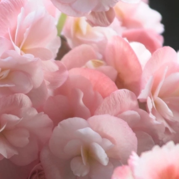 Meet your Posher, Eciram - Picture 2 of 2